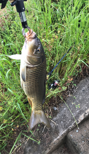 コイの釣果