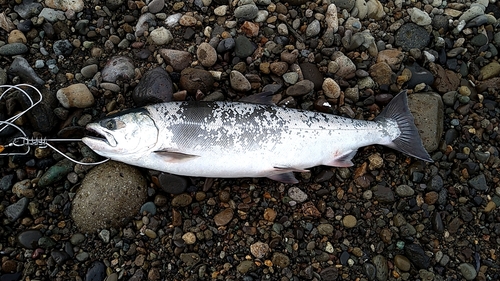 サクラマスの釣果