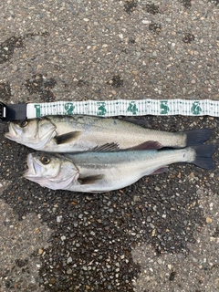 シーバスの釣果