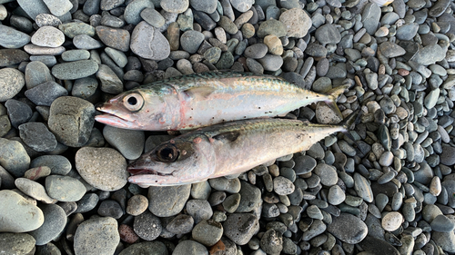 サバの釣果