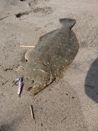 ヒラメの釣果