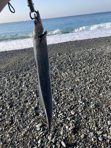 タチウオの釣果