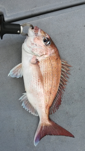 タイの釣果