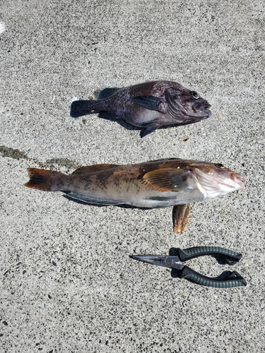 アイナメの釣果