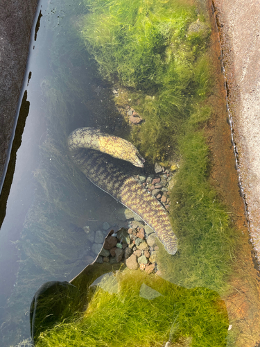 ウツボの釣果