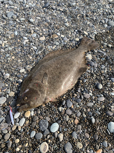 ヒラメの釣果