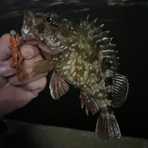 カサゴの釣果