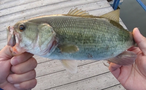 ブラックバスの釣果