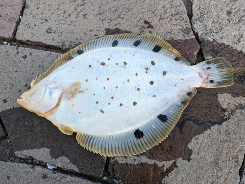 カレイの釣果