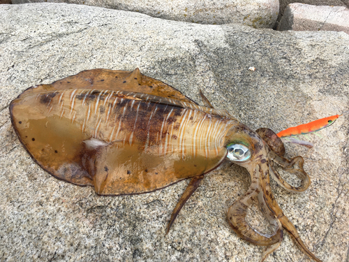 アオリイカの釣果