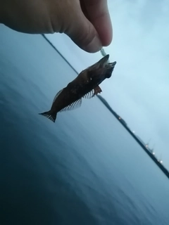 アナハゼの釣果