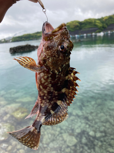 イソカサゴの釣果