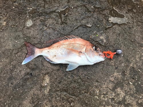 マダイの釣果