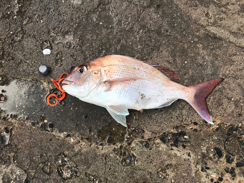 マダイの釣果