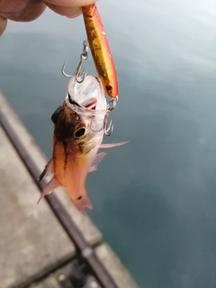 ネンブツダイの釣果