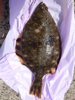 ヌマガレイの釣果