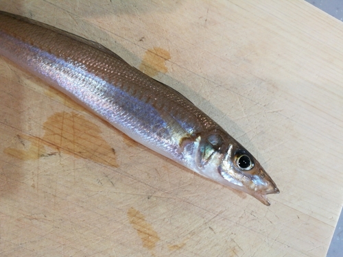 キスの釣果