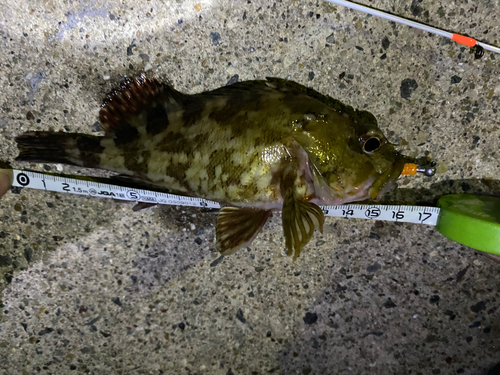 カサゴの釣果