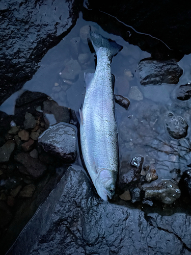 ニジマスの釣果