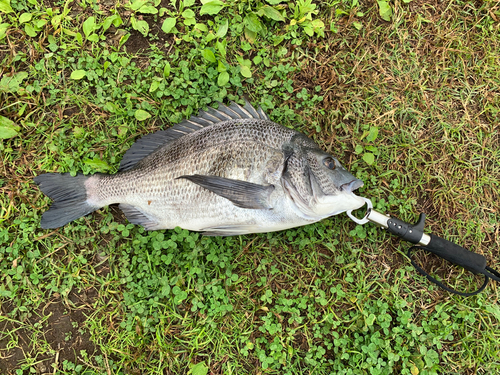 チヌの釣果