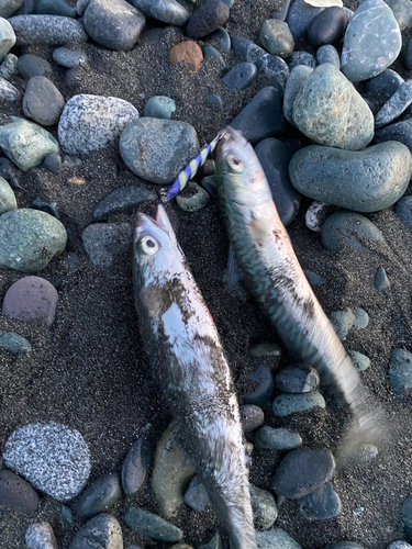 マサバの釣果