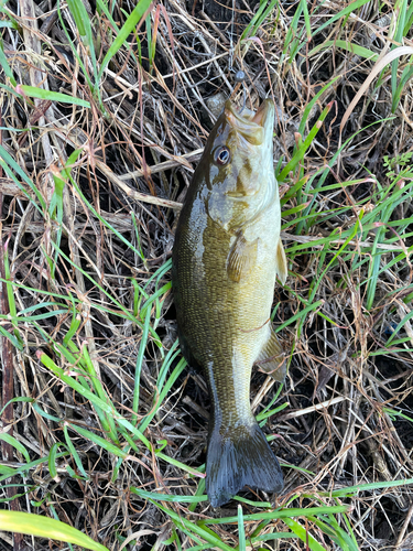 スモールマウスバスの釣果