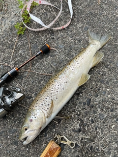 ブラウントラウトの釣果