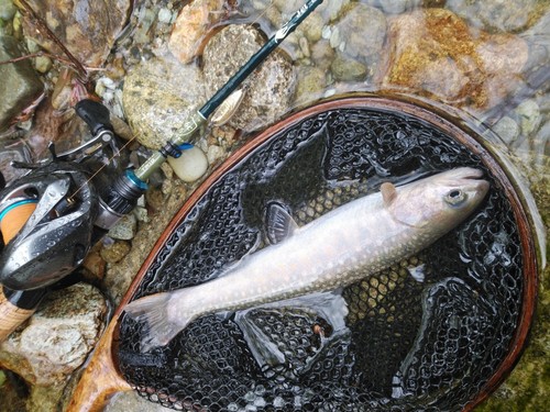 イワナの釣果