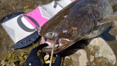 ナマズの釣果