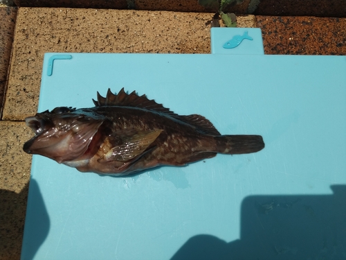 カサゴの釣果