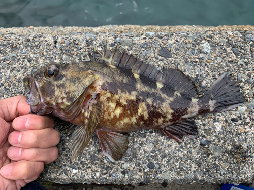 カサゴの釣果