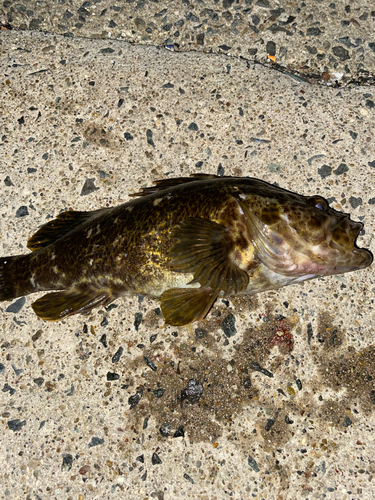 タケノコメバルの釣果