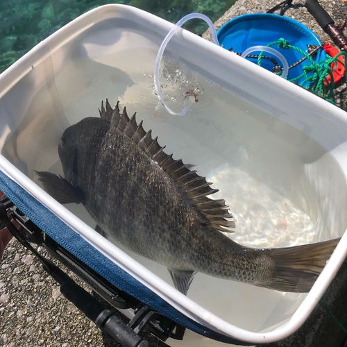 チヌの釣果