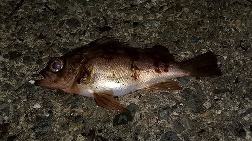 メバルの釣果