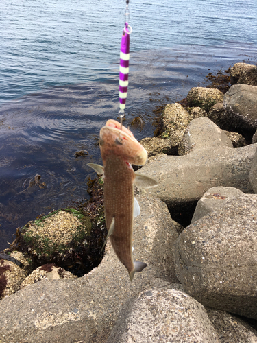 エソの釣果