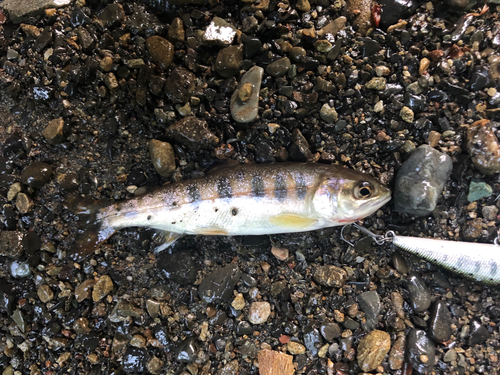 ヤマメの釣果