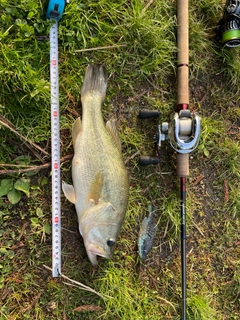 ブラックバスの釣果