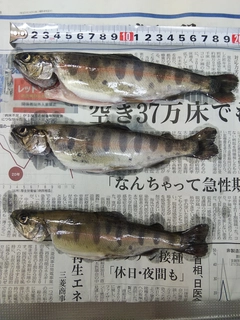 ヤマメの釣果