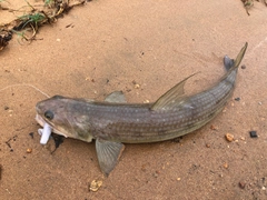 エソの釣果