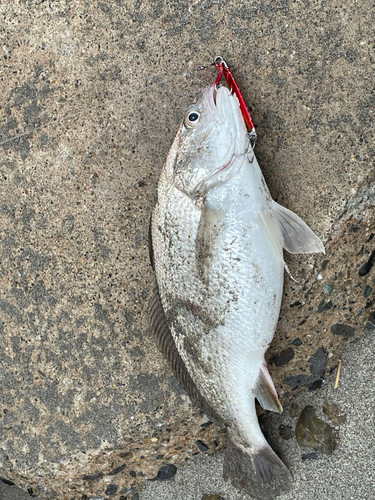 ニベの釣果