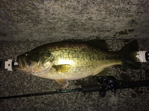 ブラックバスの釣果