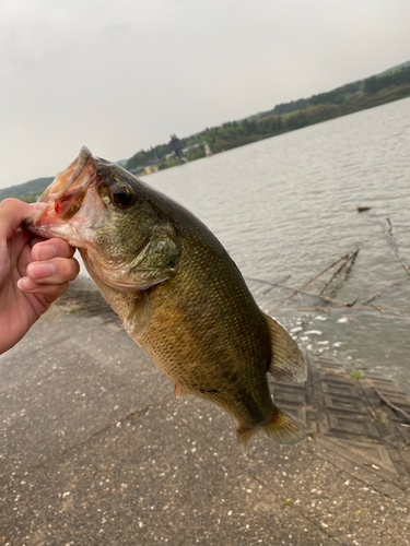 久々に巻いてみた！: Bass Fishing cafe