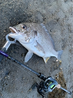 キビレの釣果