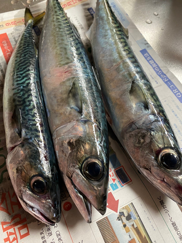 サバの釣果