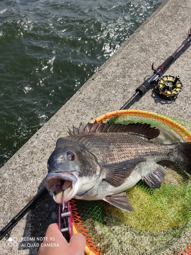 クロダイの釣果