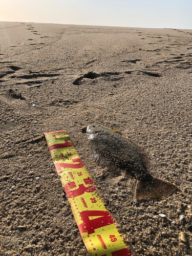 ヒラメの釣果