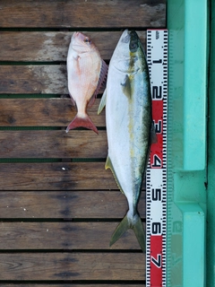 ヒラマサの釣果