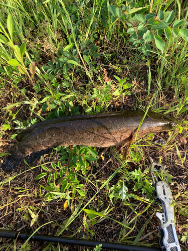 カムルチーの釣果