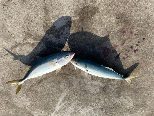 イナダの釣果