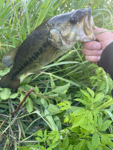 ブラックバスの釣果